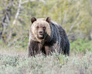 Wall Mural - grizzly, grand teton national park, wyoming, usa