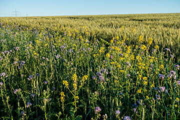 Wall Mural - Kornblumen im Getreidefeld