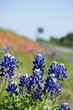 Roadside wildflowers in Texas