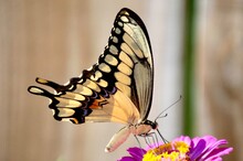 Giant Swallowtail Butterfly On Flower
