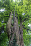 Fototapeta  - Mächtiger Kastanienbaum