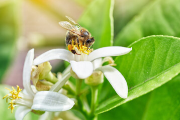 Bee picking lemon tree flower.