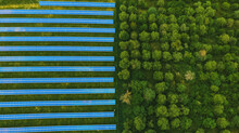 Top View Of Solar Panels (solar Cell) In Solar Farm With Green Tree And Sun Lighting Reflect .Photovoltaic Plant Field.