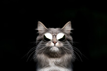 Funny Studio Portrait Of A Blue Tabby Maine Coon Cat Wearing Sunglasses Looking Cool Isolated On Black  Background