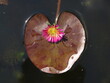 liść lilii wodnej w kształcie serca na wodzie