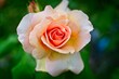 Herbaciana róża w pełnym rozkwicie.