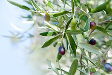 Branch Of The Olive Tree With Fruits And Leaves. Natural Green Background With Selective Focus. Crop For The Production Of Olive Oil
