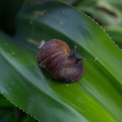 
Image of a snail on a large green leaf