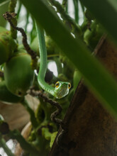 Green Snake In The Tree Looking At You