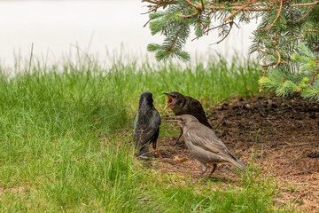 Canvas Print - Adult European starling on the grass