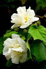 Wall Mural - White flowers at Mount Kinabalu botanical garden in Sabah, Malaysia