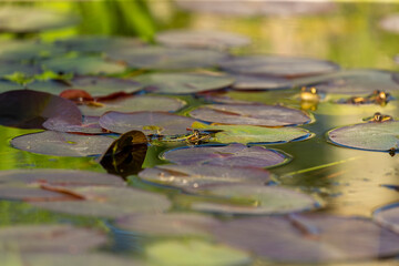 Sticker - Northern Leopard Frog (Lithobates pipiens)  are found in a variety of wetland habitats