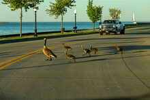Canadian Geese With Goslings Go Across The Road
