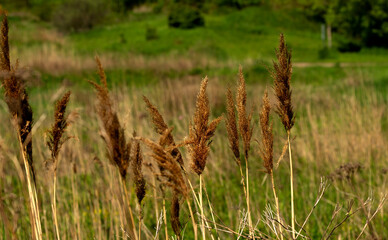 Poster - Beautiful grasses during the growing season  on the meadow in wetland area.