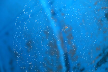 Motionless Spider Sits In The Center Of Thin Round Spider Web With Many Crystal Water Drops On Blue Background Close Up