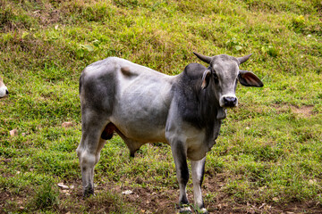 Beautiful Costa Rican cows ( Zebu) in a field.