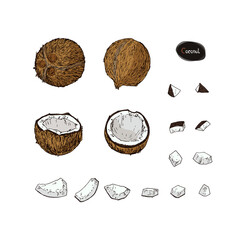 Wall Mural - Hand drawn sketch style ripe coconut set. Color illustration. 