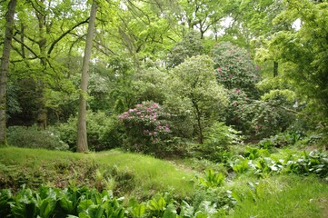 Poster - Green forest with tall trees and bushes during daytime