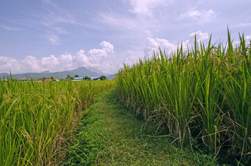 Ridge with grass in ear of rice in the farm in Thailand