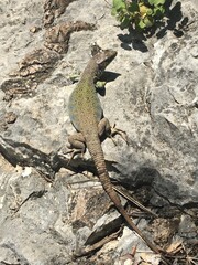 Poster - Vertical high angle shot of an exotic lizard standing on a big rock captured on a sunny day