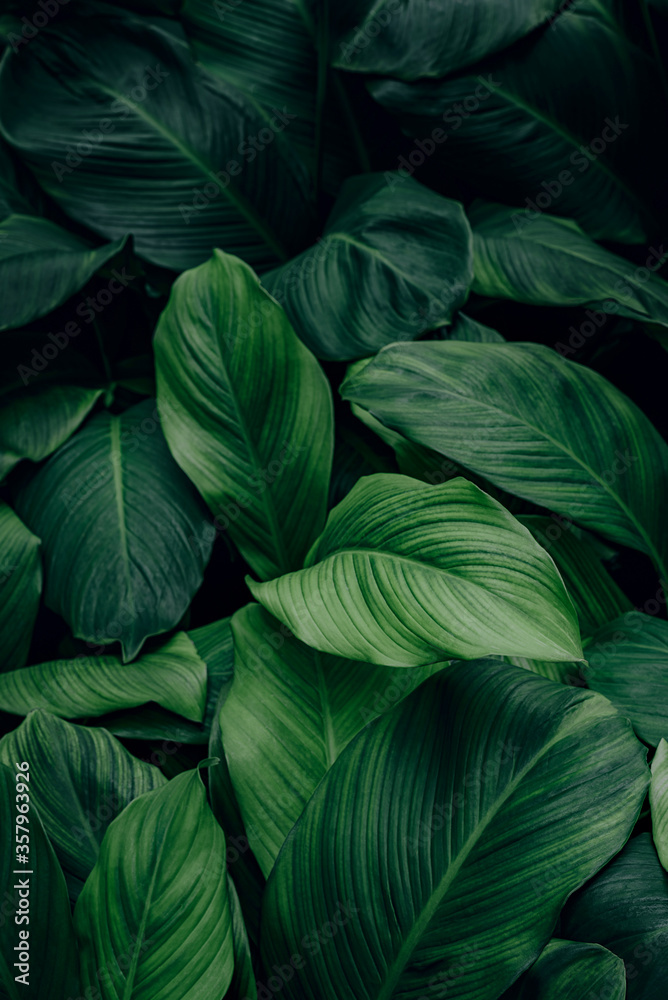 tropical leaf, abstract green leaf texture, nature background - obrazy, fototapety, plakaty 