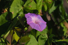 Wild Morning Glory On Anhinga Trail In Everglades National Park, Florida.