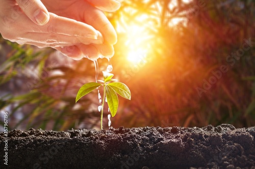 Cuadros en Lienzo Little green plant grow from the soil