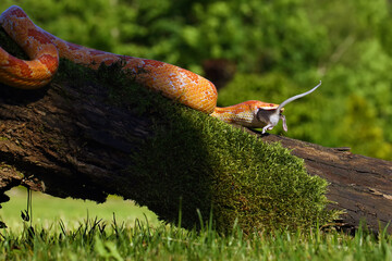 Canvas Print - The corn snake (Pantherophis guttatus) with prey on a green background. A color mutation of a corn snake in a typical hunting position.Amelano color form.