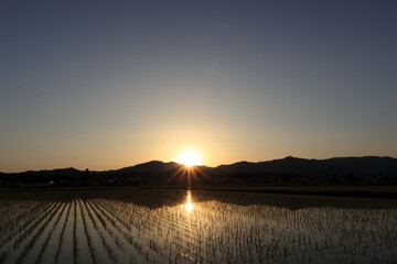 Wall Mural - 田んぼに反射する夕日　6月の田園風景　秋田県