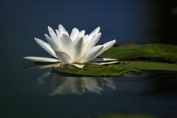 water lilies on the lake with reflections in the water on a sunny summer day