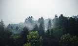 Mischwald im Nebel - Banner mit viel Textfreiraum