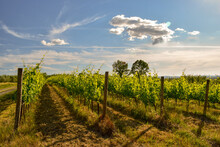 Beautiful Vineyard In A Sunny Spring Day With Blue Sky In Peccioli, Valdera, Tuscany. Italy