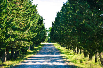 A dirt road with trees in the beautiful countryside of Peccioli in a sunny spring day, Valdera, Tuscany, Italy