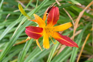 Sticker - Orange and yellow tiger daylily flower in a garden during summer