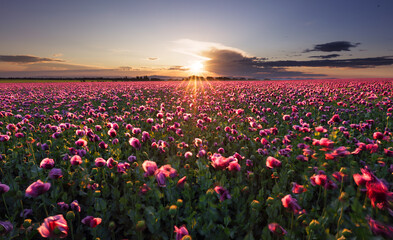 Aufkleber - Landscape with nice sunset over poppy field