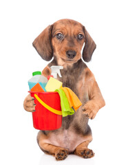 Poster - Dachshund puppy holds bucket with washing fluids in it paw. Cleaning concept. isolated on white background