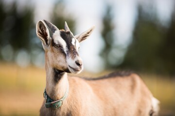 Wall Mural - Macro shot of a goat looking into the distance in a field during daylight