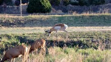 A Buck Pronghorn (antelope) Walking Near A Small Herd Of Mule Deer While Grazing In New Mexico.