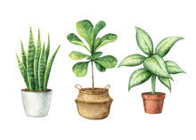 Watercolor Vector Set With Home Plants In Ceramic Pots.