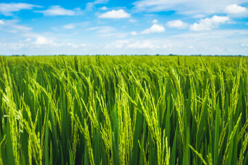 Beautiful view of agriculture green rice field landscape against blue sky with clouds background, Thailand. Paddy farm plant peaceful. Environment harvest cereal.