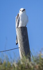 Vertical closeup shot of a snowy owl perched on a tree stump against the blue sky