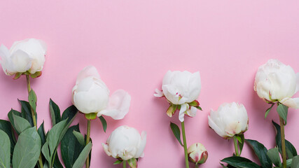 Fotomurales - White elegant peony on the pink background