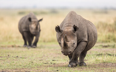 Wall Mural - Two black rhino in Masai Mara Kenya