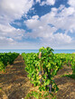 Black Grapes For Wine Ripening In A Vineyard On The Sea Of Sicily In Summer