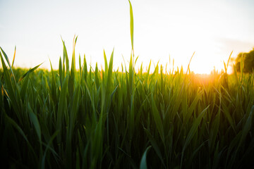 Panorama view of green sprouting rye agricultural field in spring in sunset. Sprouts of rye