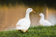 The Pekin Or White Pekin Ducks Standing Next To Their Pond