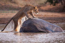 One Adult Lioness Climbing Out Of Water Onto A Huge Rock In Kruger Park South Africa