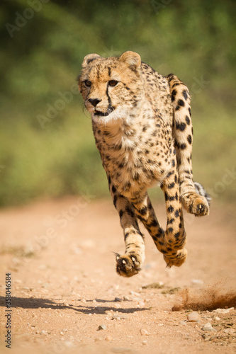 Cuadros en Lienzo One adult cheetah chase with all legs off the ground in Kruger Park South Africa