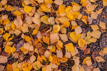 Wall Mural - Autumn leaves on the ground. 