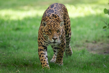 Wall Mural - jaguar walking in the jungle